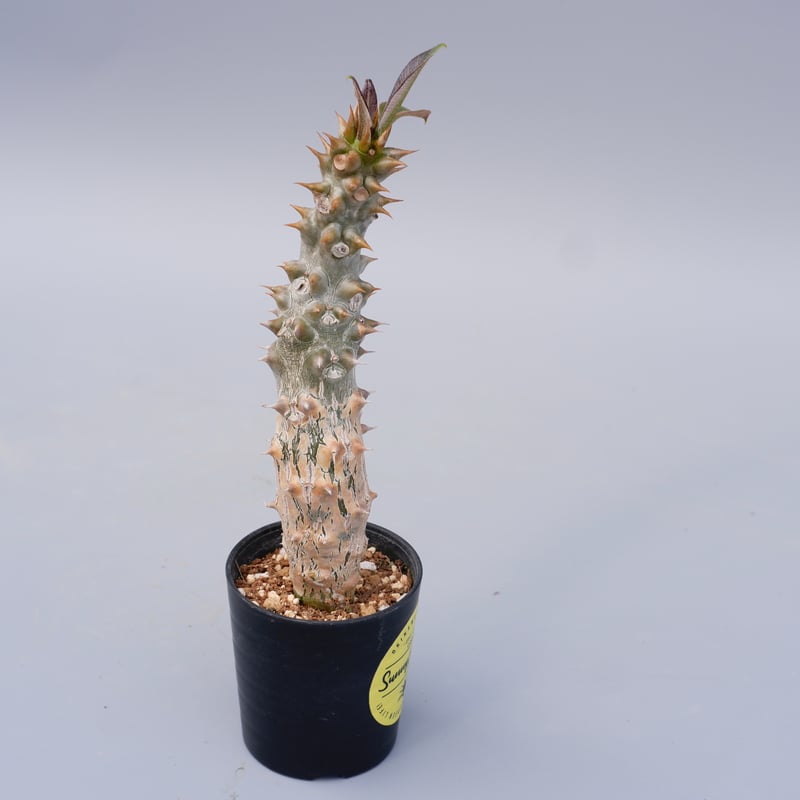 パキポディウム バロニー実生株024 Pachypodium baronii | Sunny