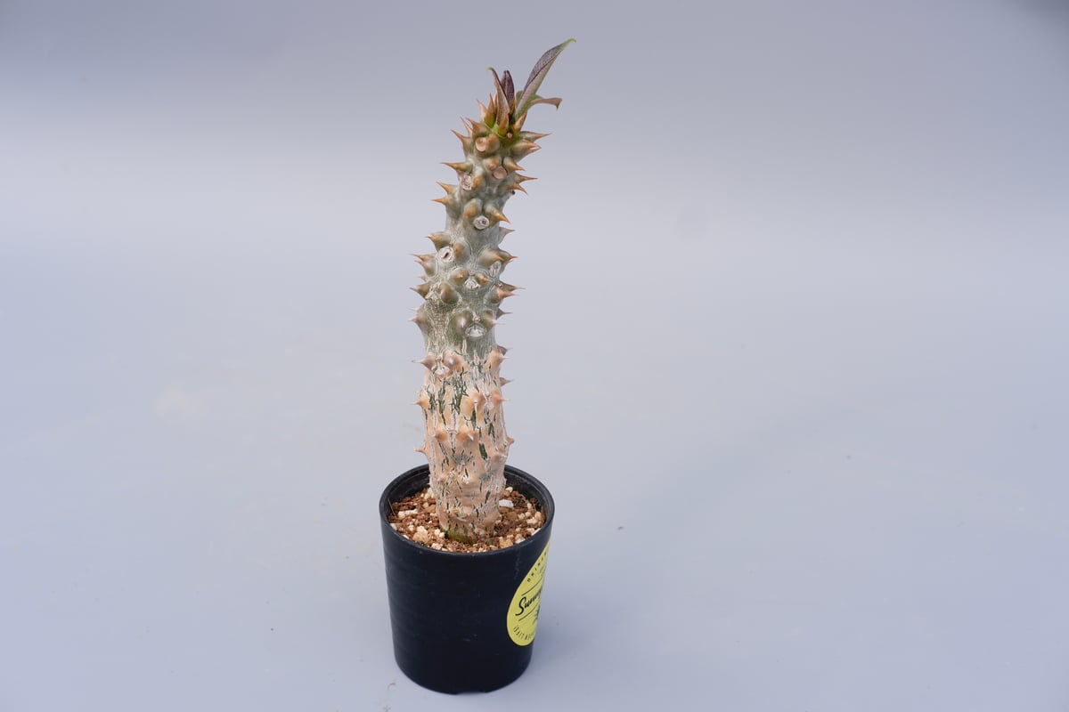 パキポディウム バロニー実生株024 Pachypodium baronii | Sunny