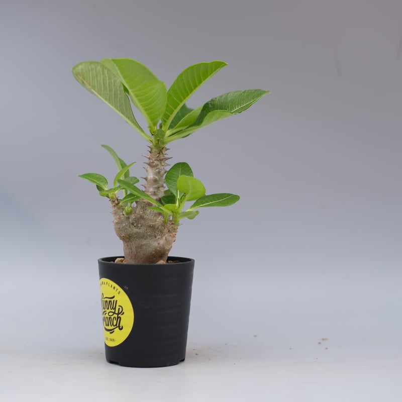 パキポディウム ウィンゾリー 実生株 058 Pachypodium windsorii |