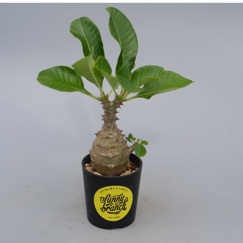 パキポディウム ウィンゾリー 実生株 070 Pachypodium windsorii |