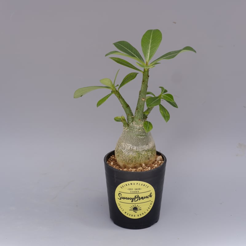 アデニウム ソマレンセ 実生株 Adenium somalense 003 | Sunny B