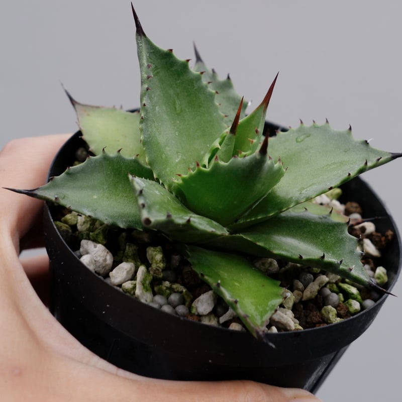 アガベ サロモニー・アガベ マグニフィカ 001 Agave salomonii Agave