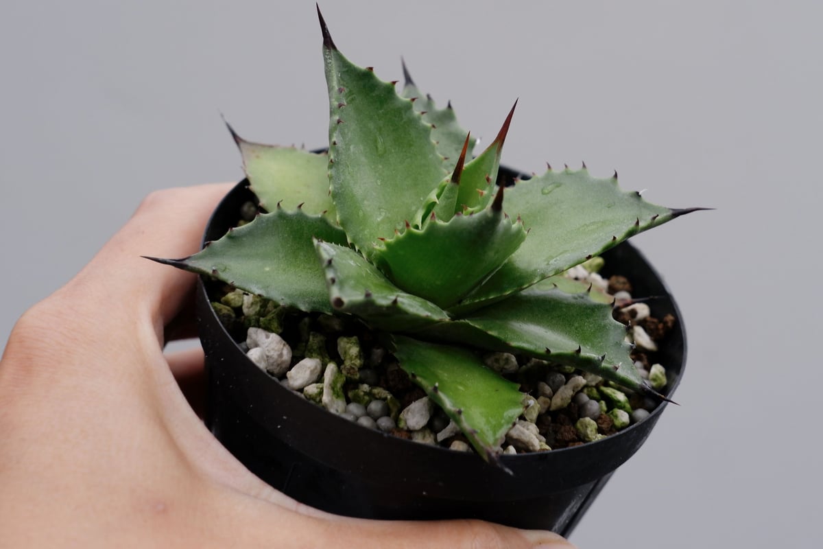 アガベ サロモニー・アガベ マグニフィカ 001 Agave salomonii Agave