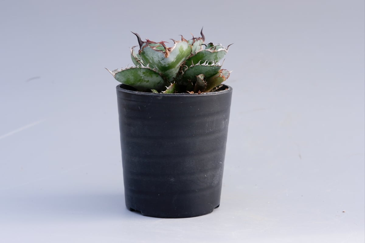 アガベ チタノタ ブラックアンドブルー Agave titanota BB 055 【子株