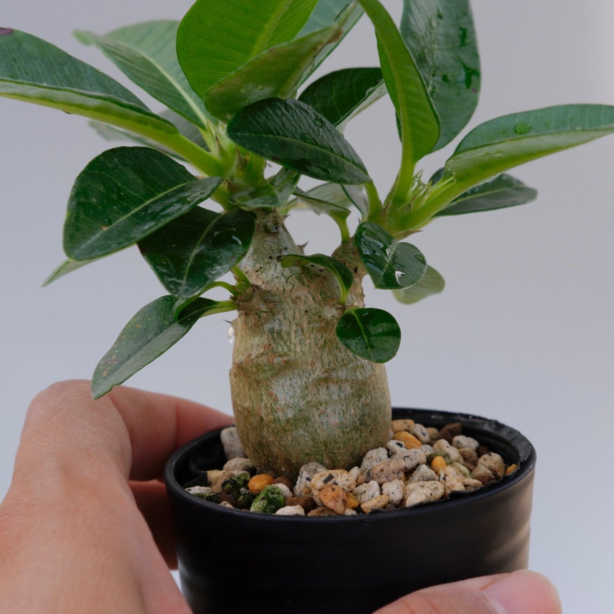 パキポディウム ウィンゾリーSサイズ003 Pachypodiun windsorii | S