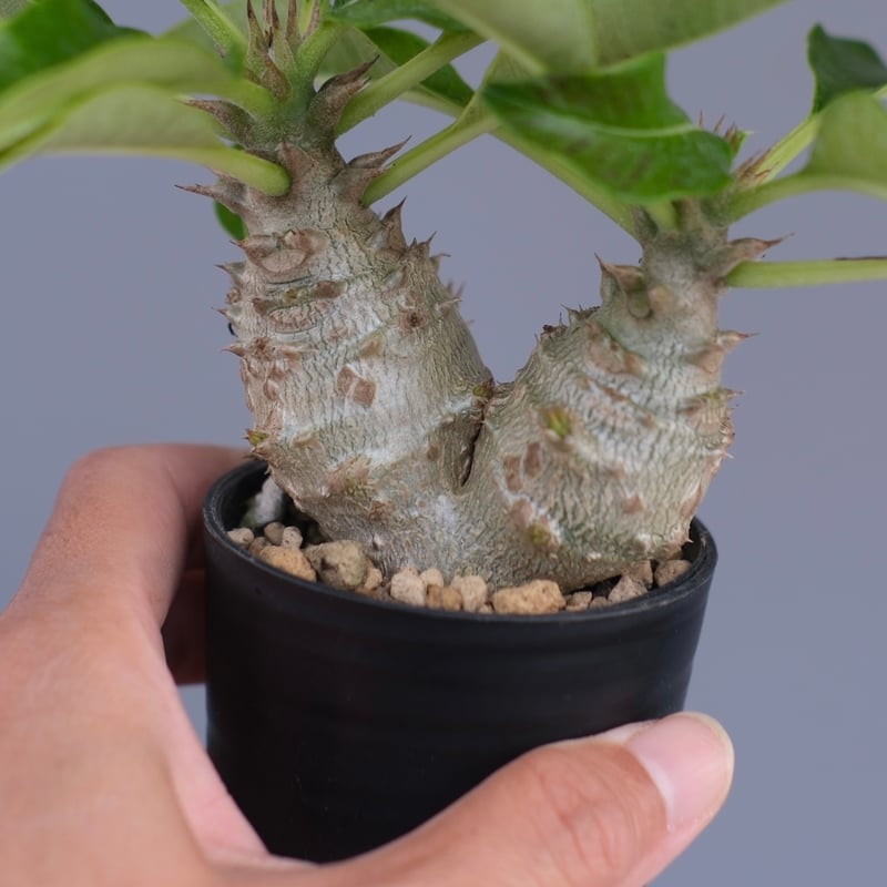パキポディウム ウィンゾリー 実生株 093 Pachypodium windsorii |
