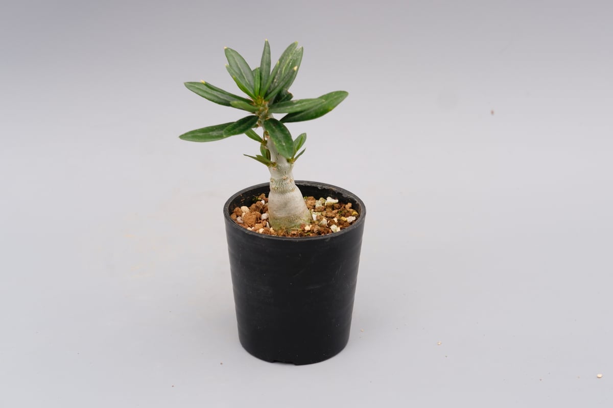 パキポディウム ビスピノーサム Pachypodium bispinosum 007 | Su