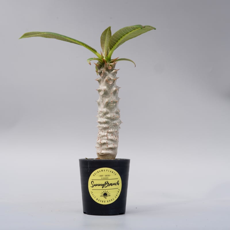 パキポディウム バロニー実生株025 Pachypodium baronii | Sunny