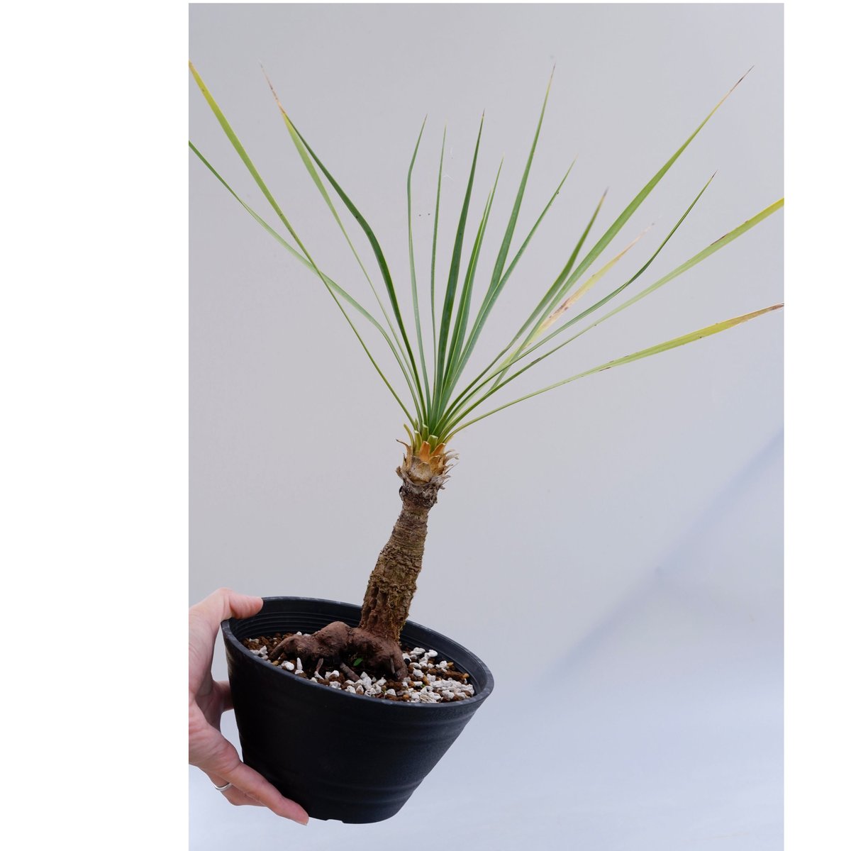 ユッカ ロストラータ 004【幹立ち】 Yucca Rostrata | Sunny Branch ユッカ ロストラータ 004【幹立ち】 Yucca Rostrata | Sunny Branch