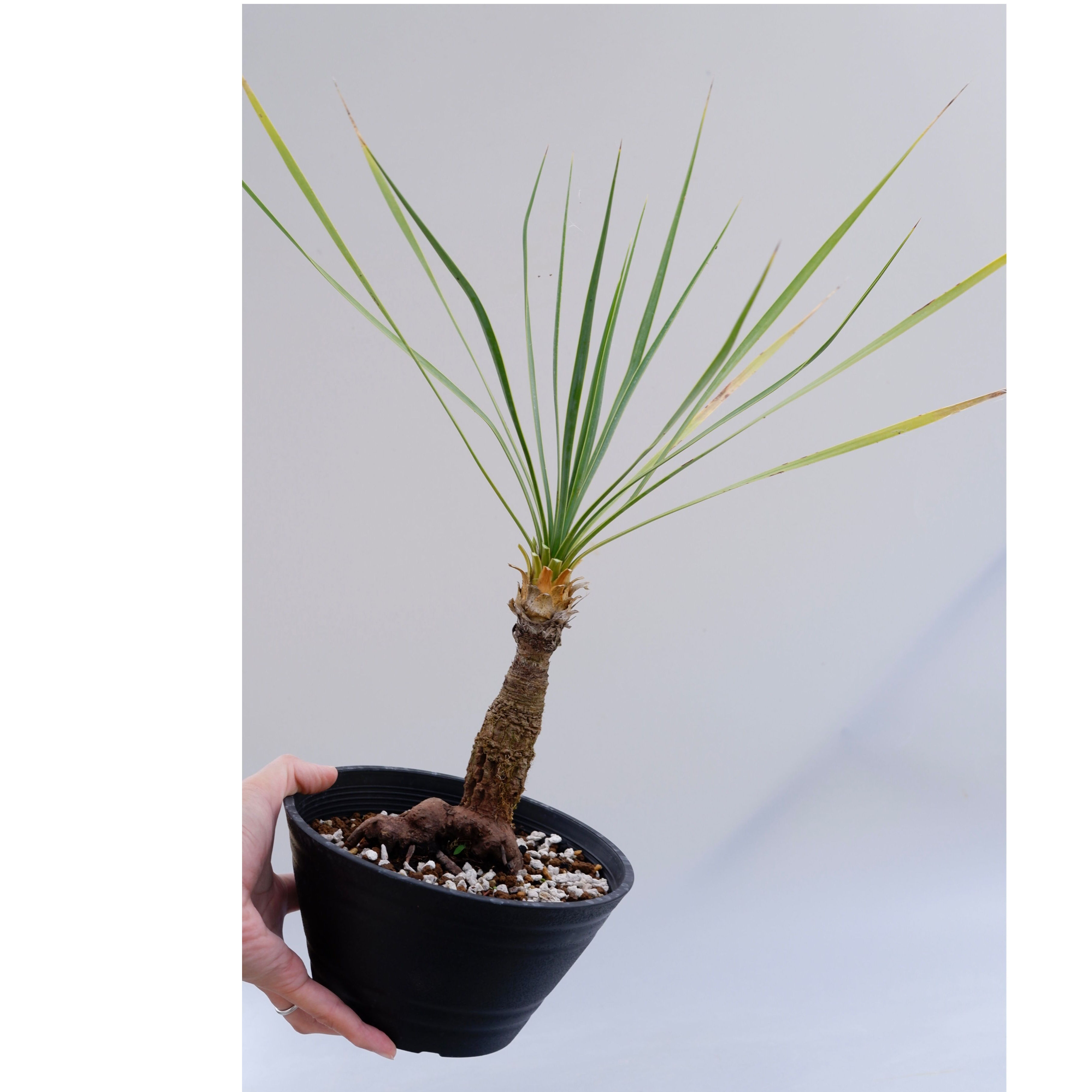 ユッカ ロストラータ 004【幹立ち】 Yucca Rostrata | Sunny Branch