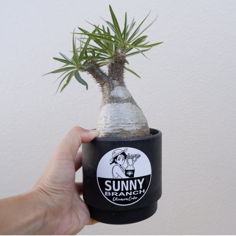 パキポディウム グラキリス013 Pachypodium grachilius【発根済み】