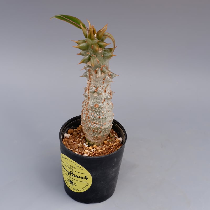 パキポディウム バロニー実生株021 Pachypodium baronii | Sunny