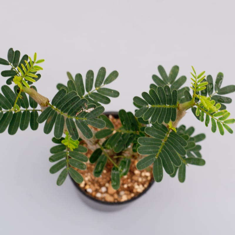 センナ メリディオナリス 実生株 Senna meridionalis 003 | Sunny センナ メリディオナリス 実生株 Senna meridionalis 003 | Sunny