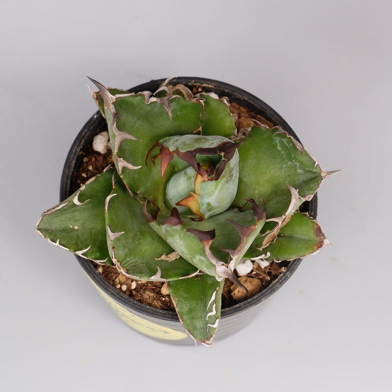 アガベ チタノタ ブラックアンドブルー Agave titanota BB 088 | Sun