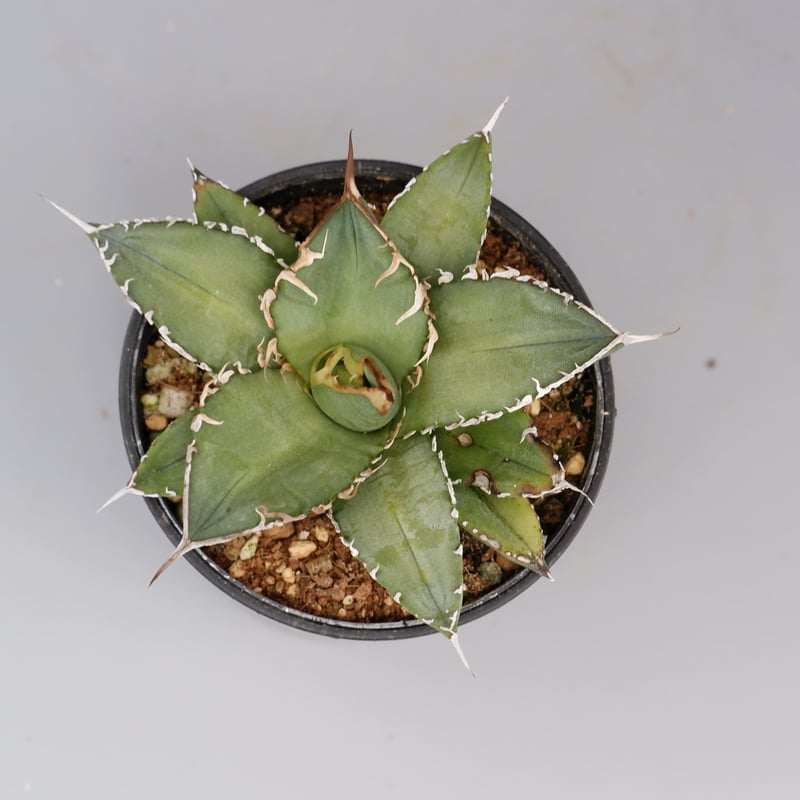AGAVE OTEROI 2024 実生　選抜株 アガベ オテロイ 実生 agave oteroi seeding – BARBAS Plants Lab.
