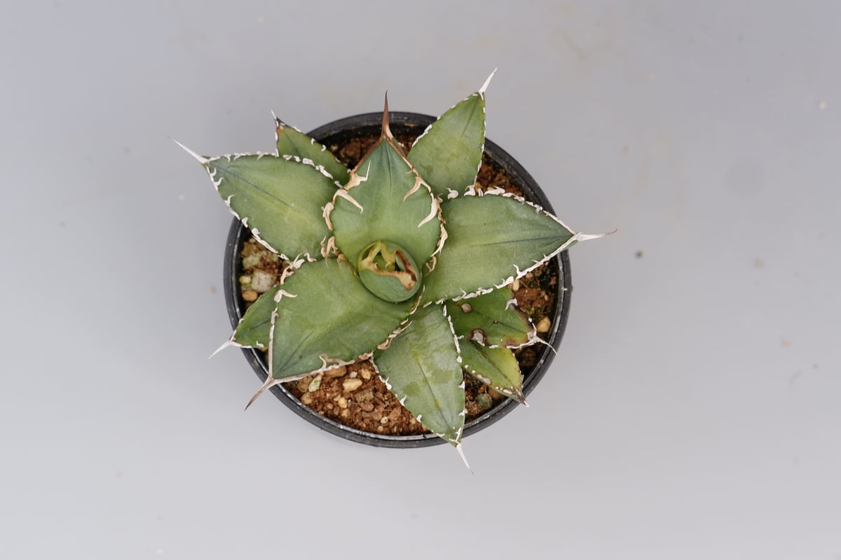 アガベ オテロイ 実生株 Agave oteroi seeding 076 | Sunny