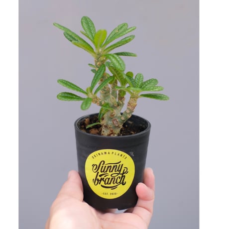 ドルステニアギガス２セット ドルステニアギガス2セット ドルステニアギガス2セット Yahoo