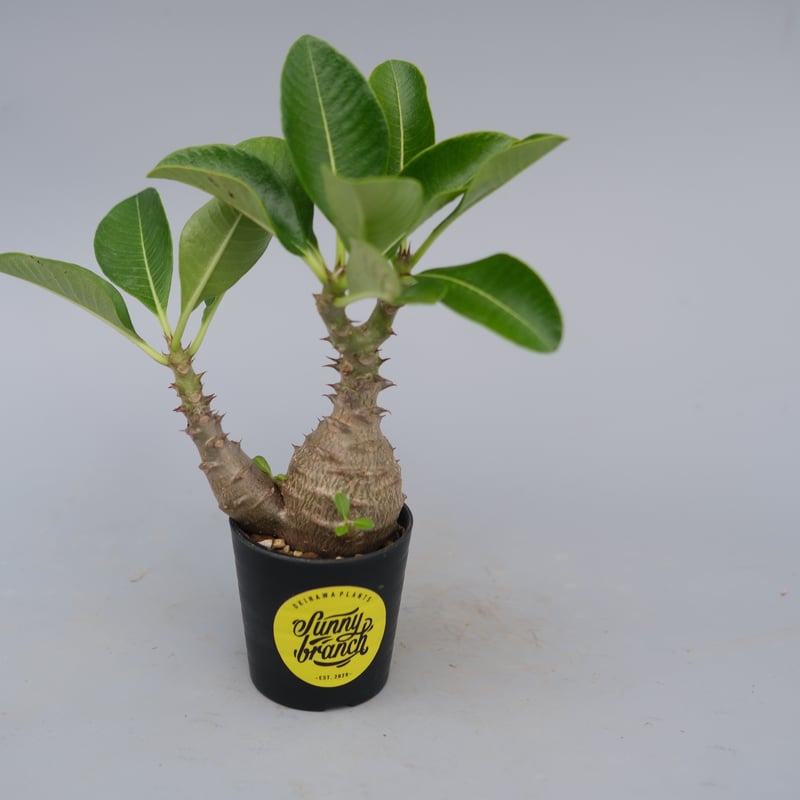 パキポディウム ウィンゾリー 実生株 073 Pachypodium windsorii |