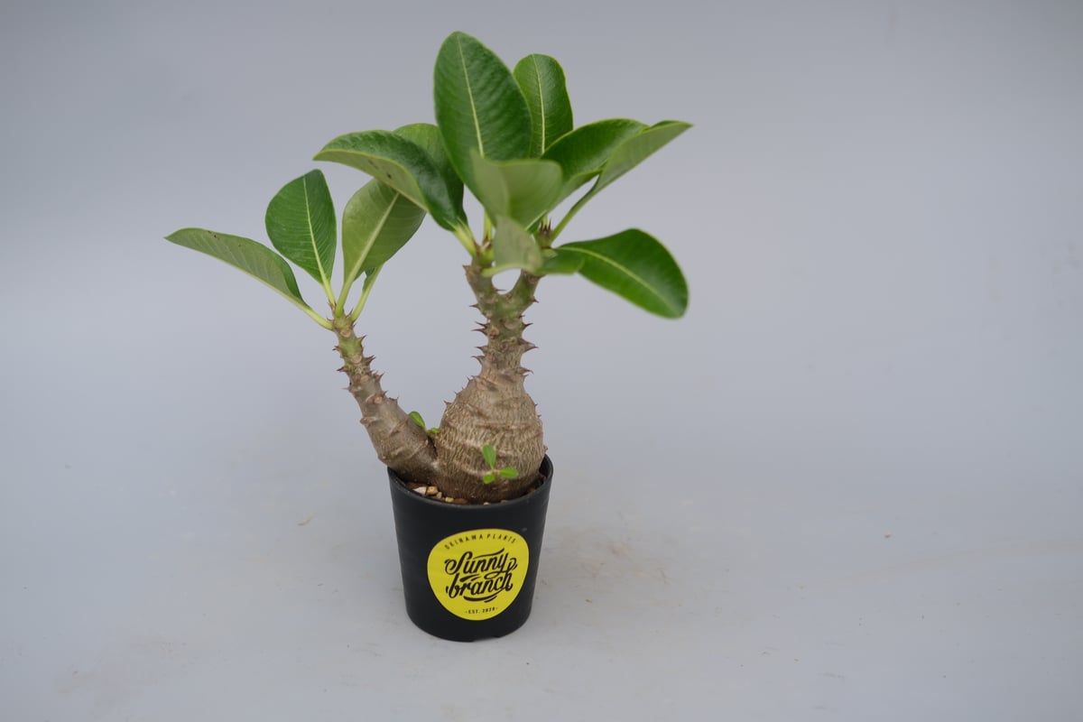 パキポディウム ウィンゾリー 実生株 073 Pachypodium windsorii |