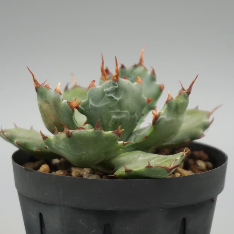 アガベ　蝦蟹 アガベ・チタノタ「螃蟹（カニ）」 3.5号鉢 | | チタノタ銘品