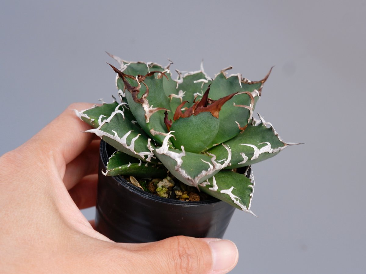 シーザー　CAESAR アガベ Agave Titanota 'caesar' - アガベ チタノタ “シーザー” - 凱撒