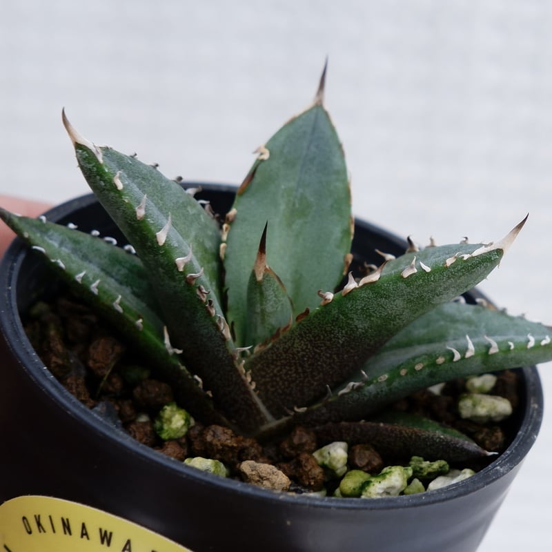 アガベ オテロイ 実生株 Agave oteroi seeding 012 | Sunny