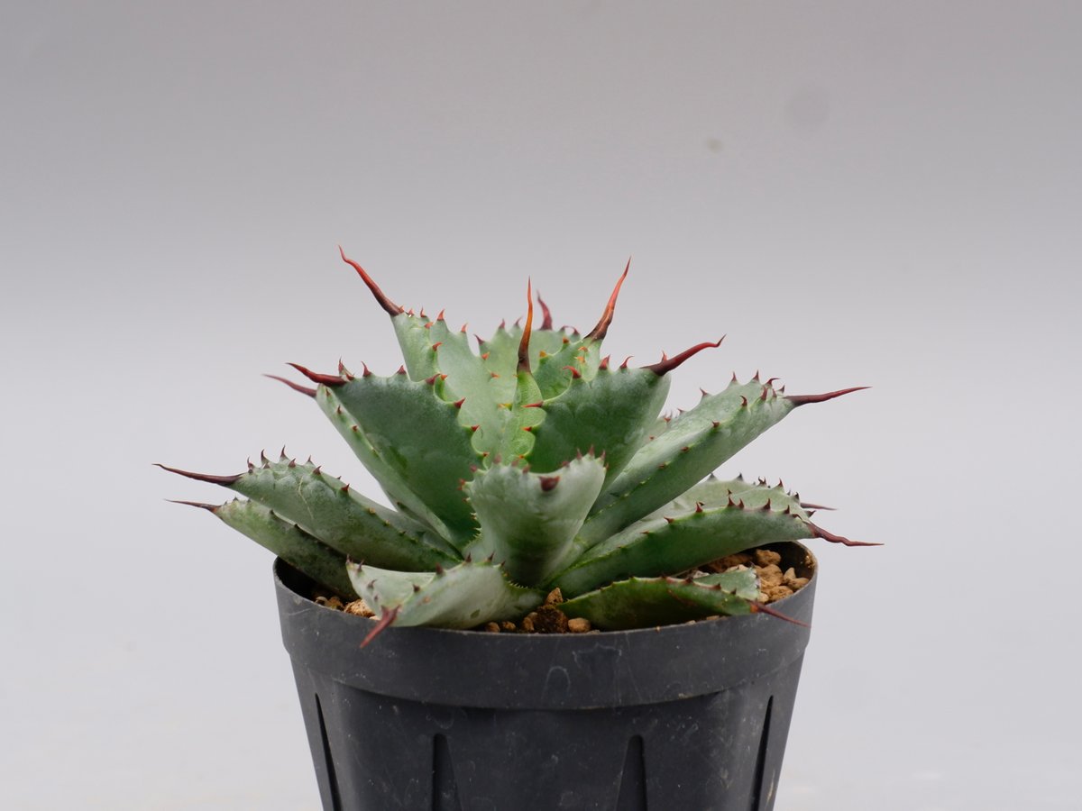 曲刺八雷（八荒殿×雷神 Agave macroacantha × potatorum）八荒