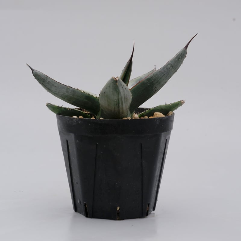 アガベ シャークバイト002 Agave Sharkbite | Sunny Branch