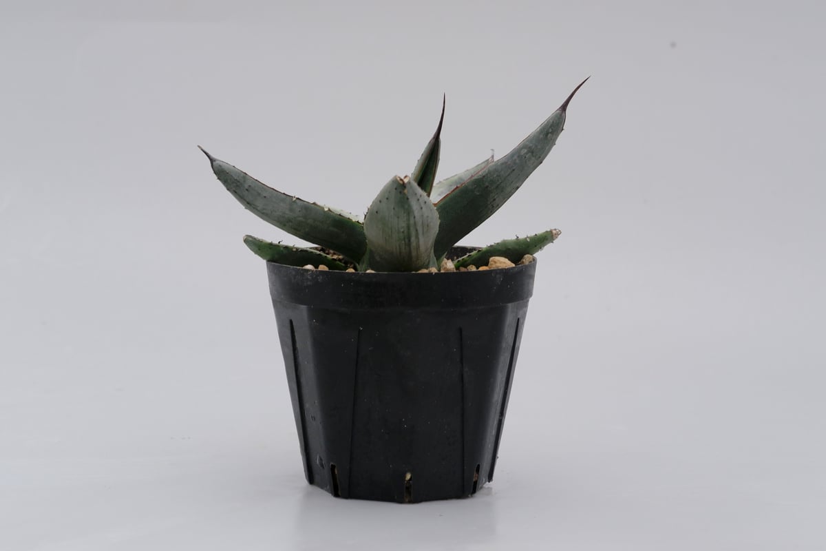 アガベ シャークバイト002 Agave Sharkbite | Sunny Branch