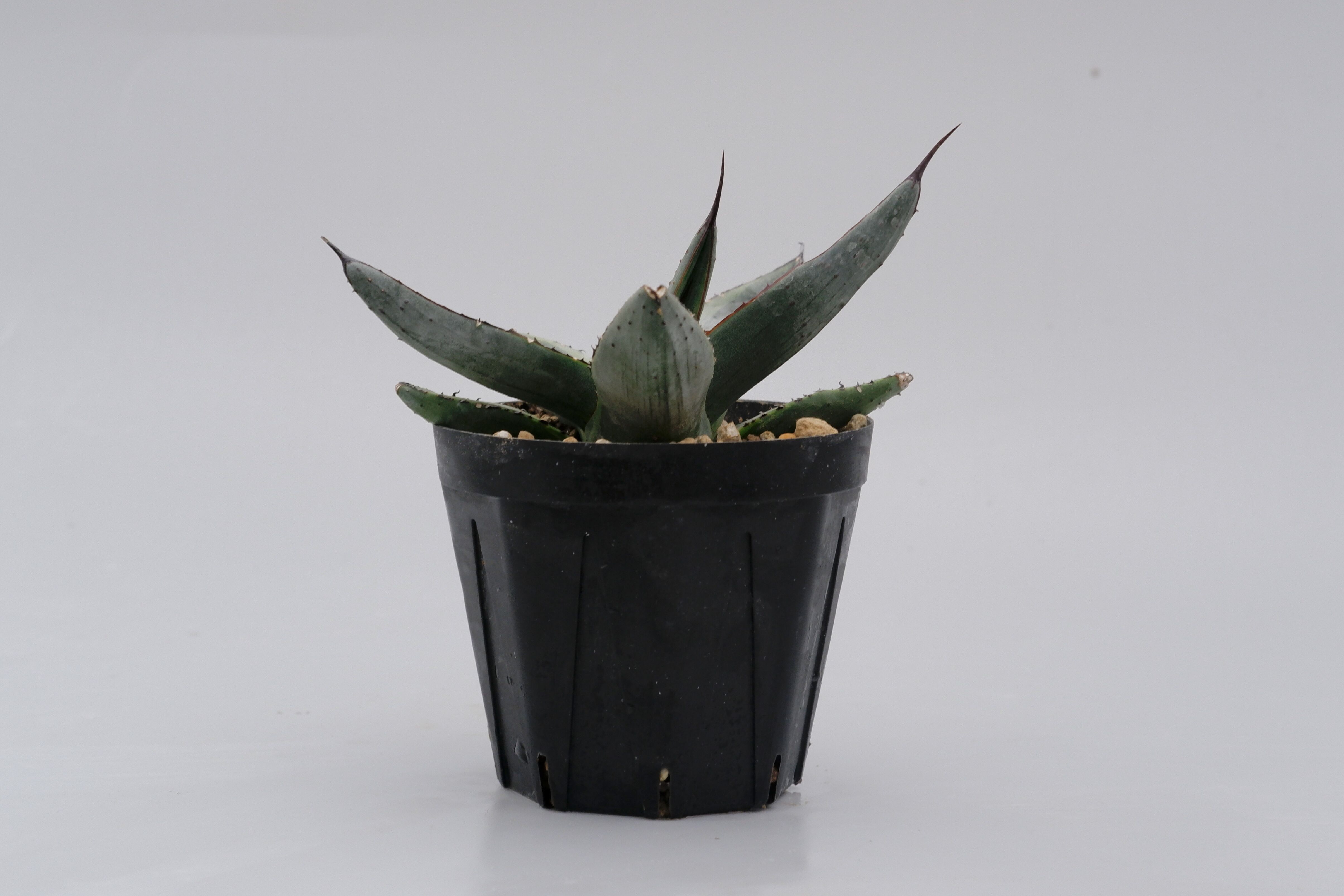 アガベ シャークバイト002 Agave Sharkbite | Sunny Branch