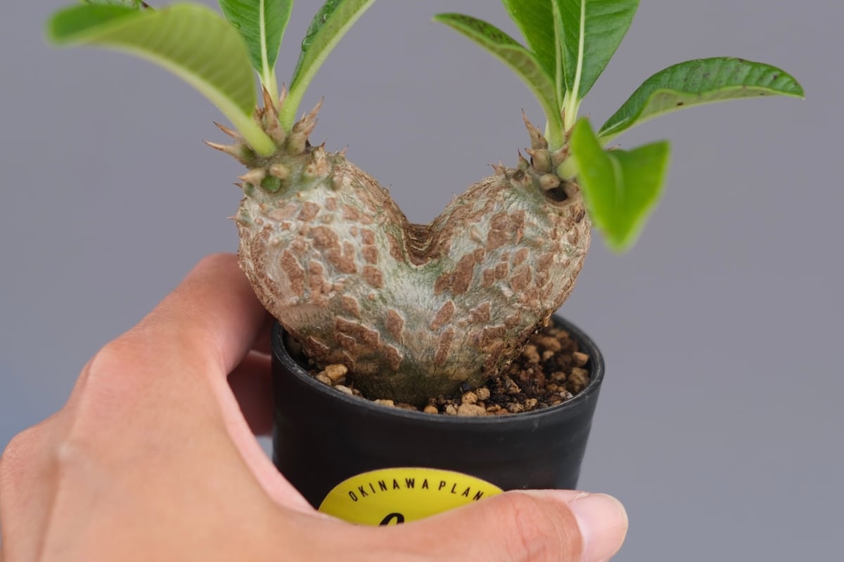 パキポディウム ウィンゾリー 実生株 089 Pachypodium windsorii |