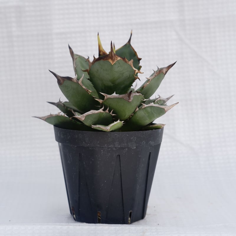 アガベ チタノタ 小島 agave titanota kojima | Sunny Branch