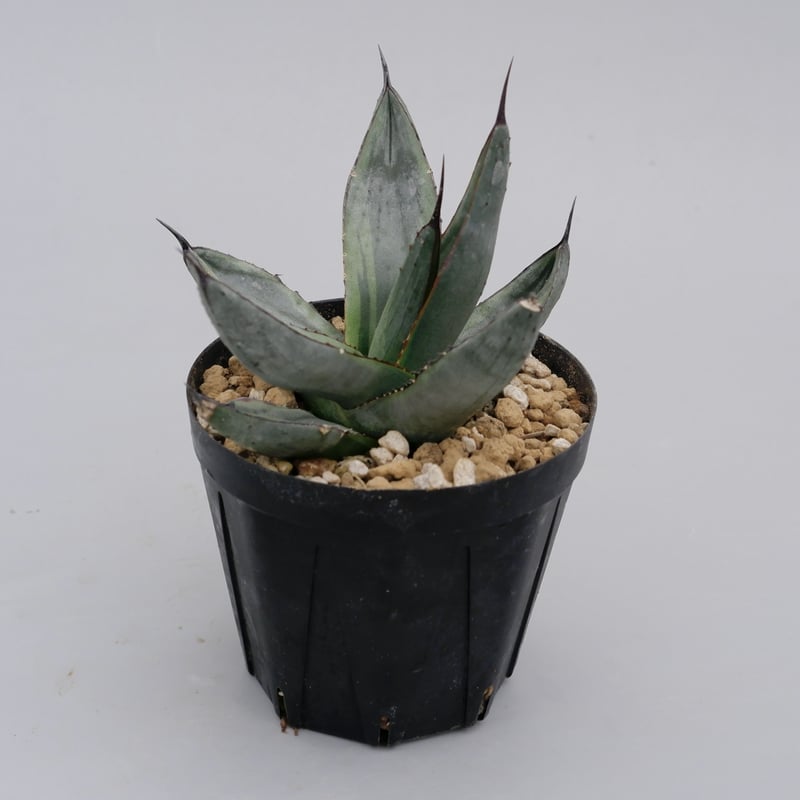 アガベ シャークバイト001 Agave Sharkbite | Sunny Branch