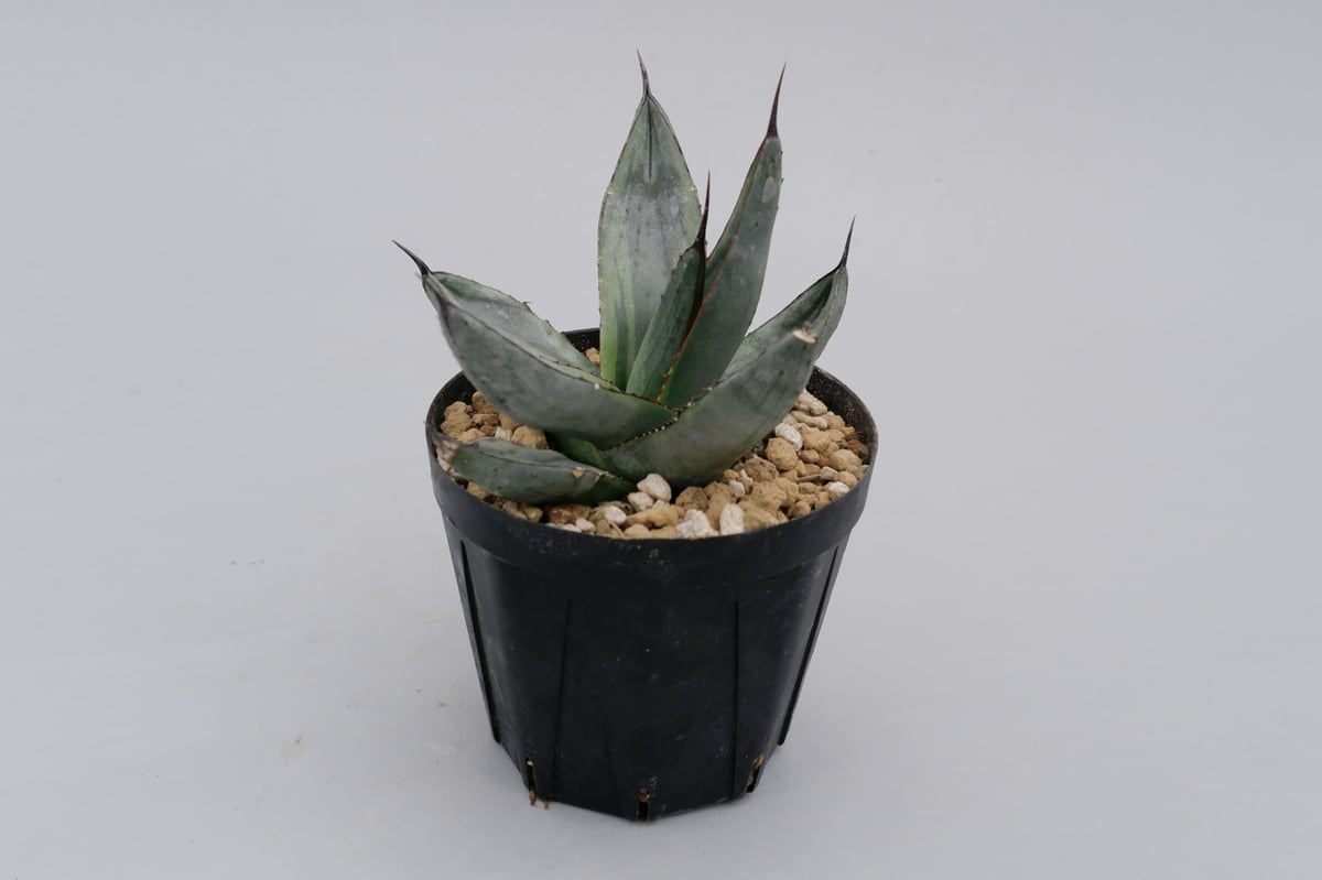 アガベ シャークバイト　親株　◇ 写真現品　シャークスキン アガベ シャークバイト003 Agave Sharkbite | Sunny Branch