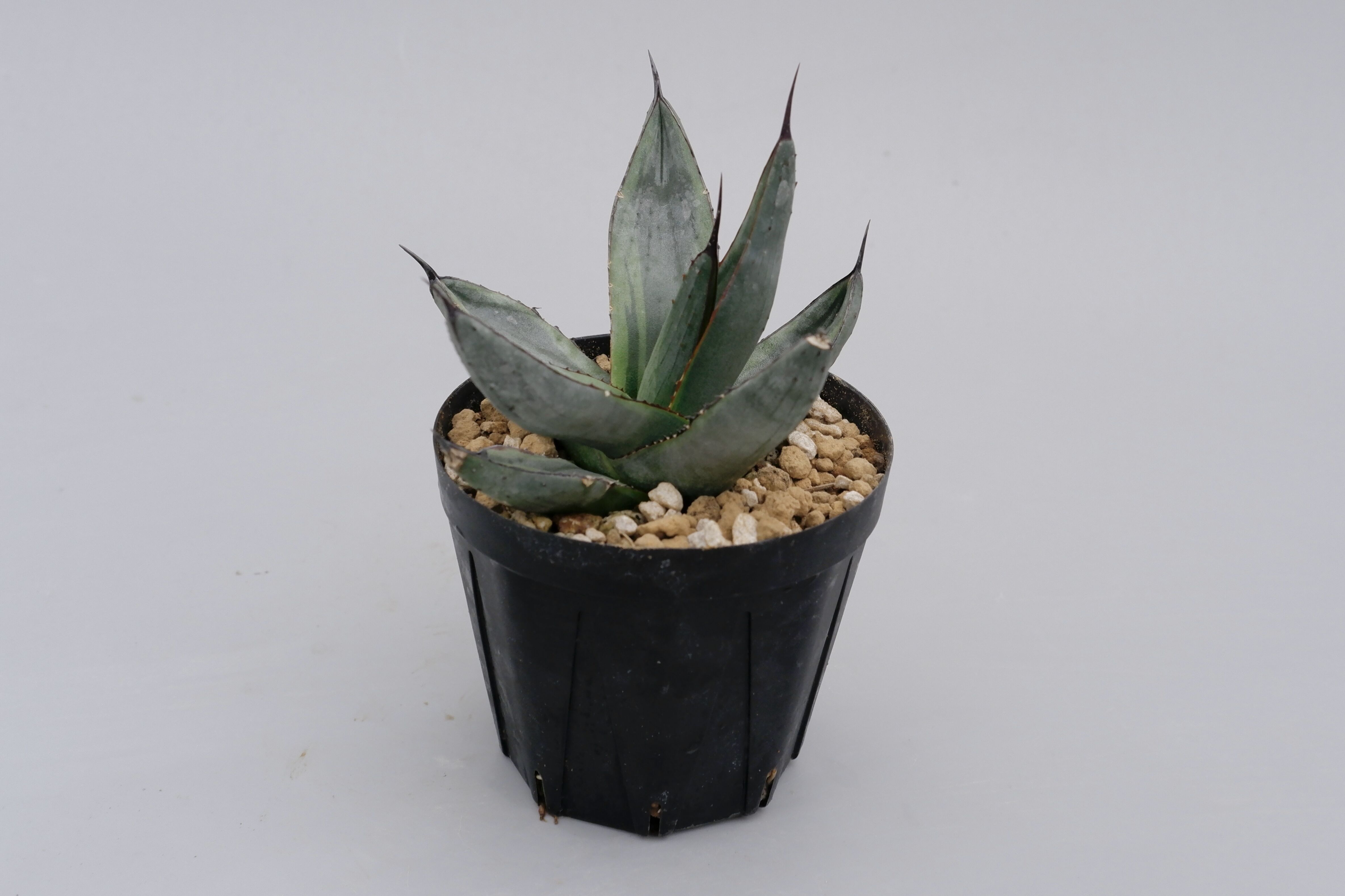 アガベ シャークバイト001 Agave Sharkbite | Sunny Branch