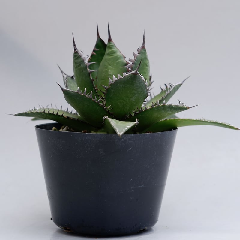 アガベ ホリダ 021 Agave horrida 強棘 | Sunny Branch