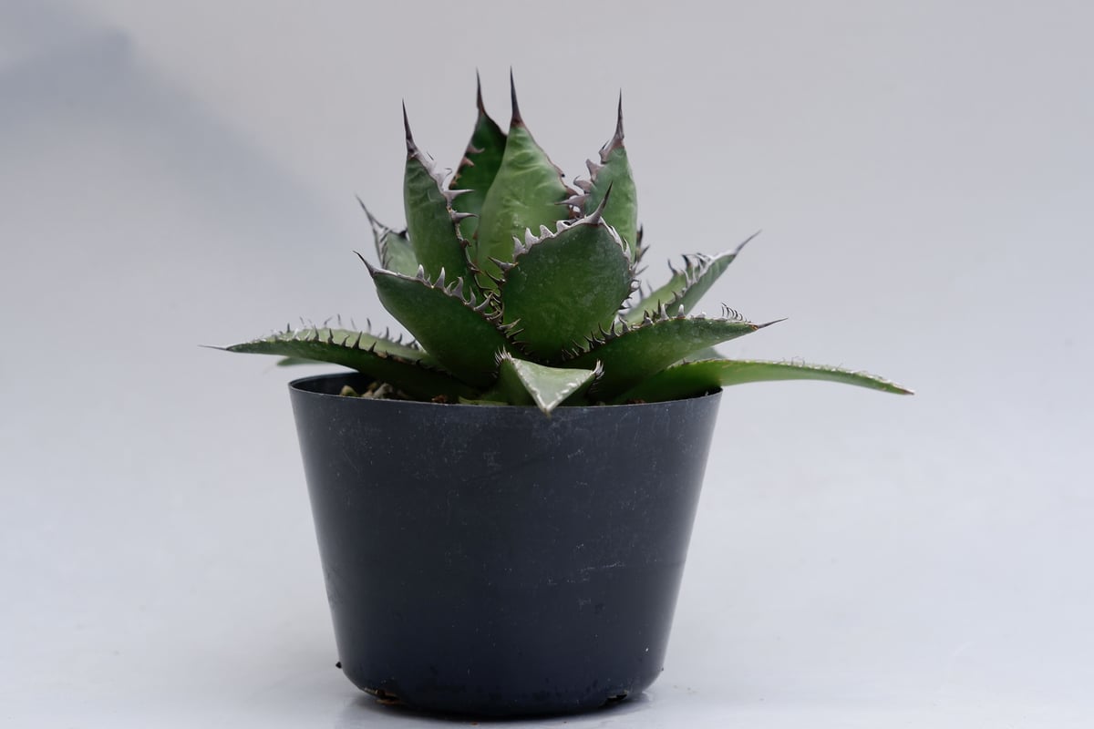 アガベ ホリダ 021 Agave horrida 強棘 | Sunny Branch