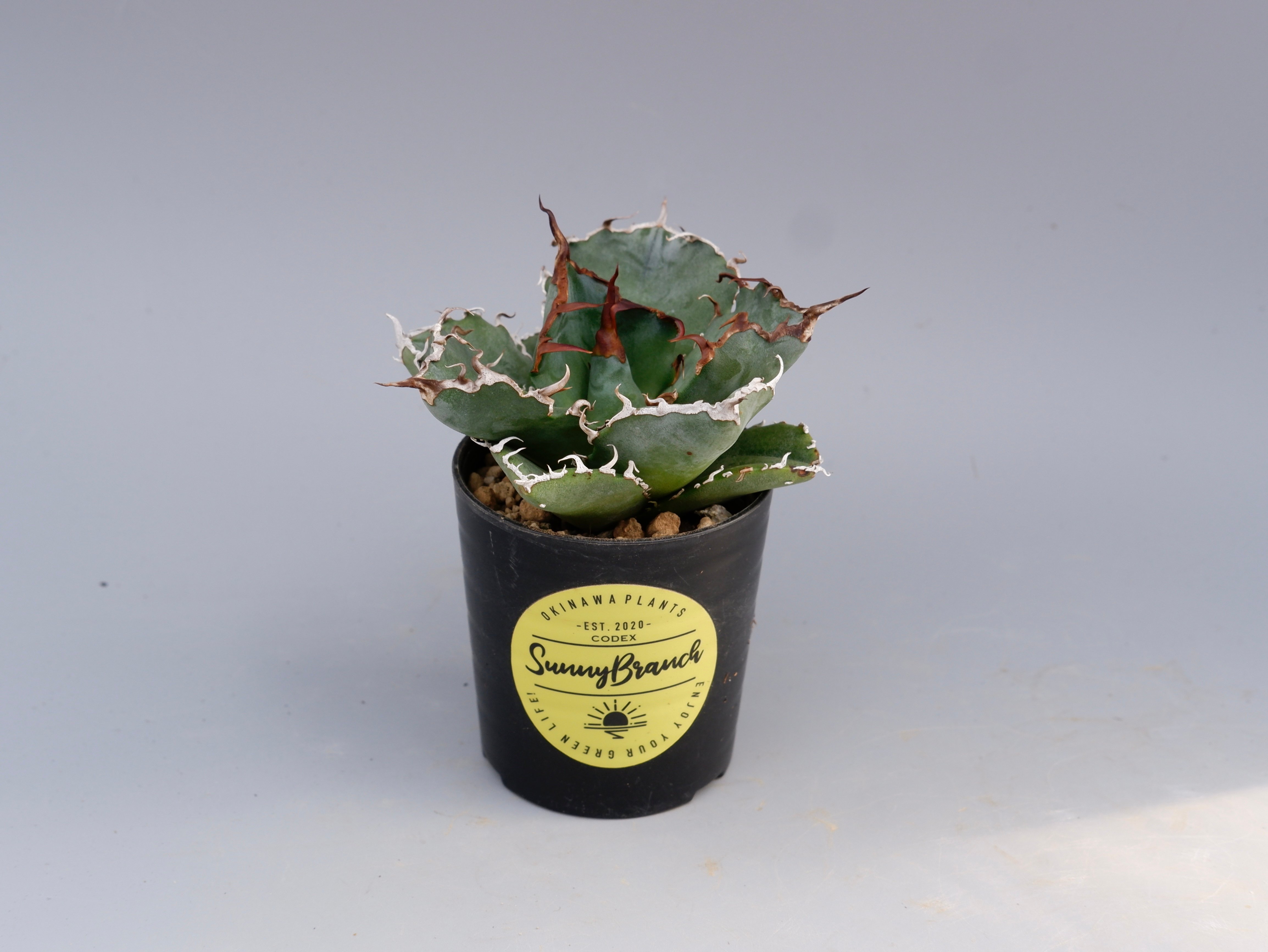 アガベ チタノタ 白鯨 Agave titanota white whale 188 | Su
