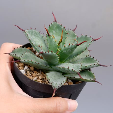 macroacantha | STORES