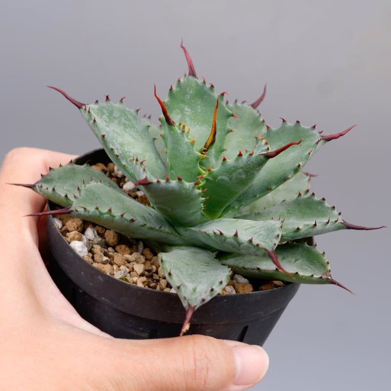 曲刺八雷（八荒殿×雷神 Agave macroacantha × potatorum）八荒