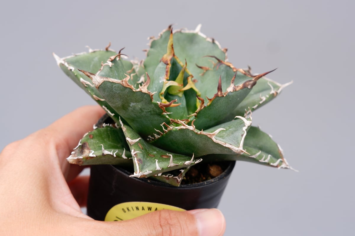 アガベ チタノタ 白鯨 Agave titanota white whale 157 | Su