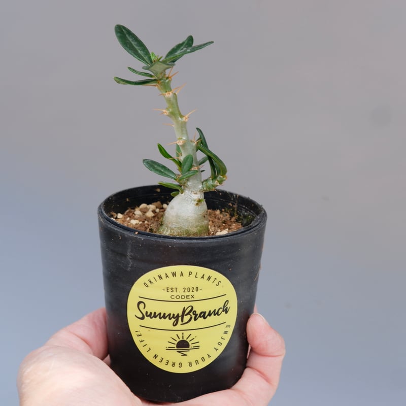 パキポディウム ビスピノーサム Pachypodium bispinosum 003 | Su