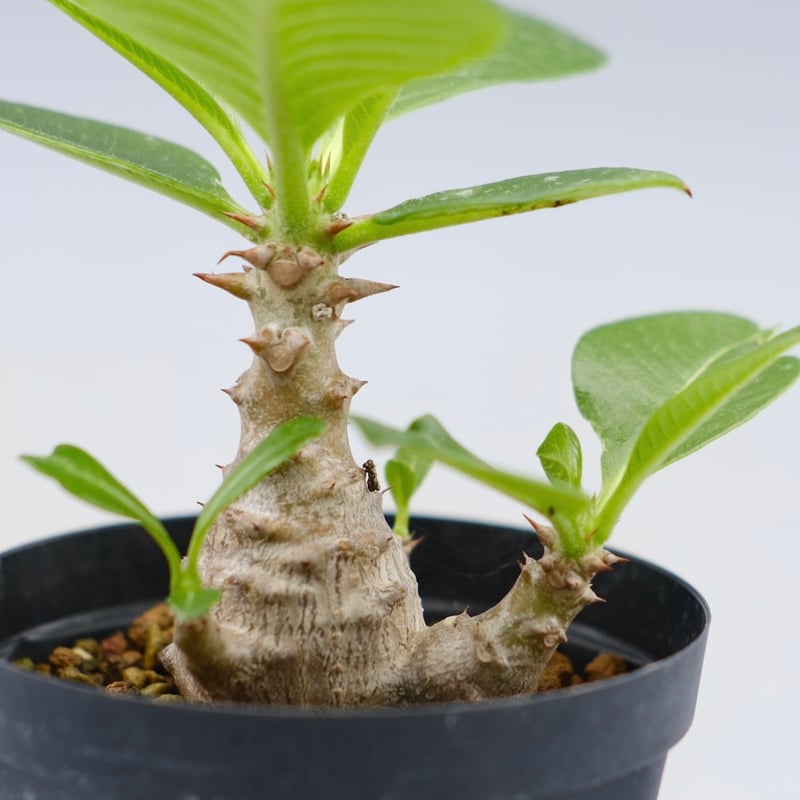 パキポディウム ウィンゾリー 実生株 040 Pachypodium windsorii |