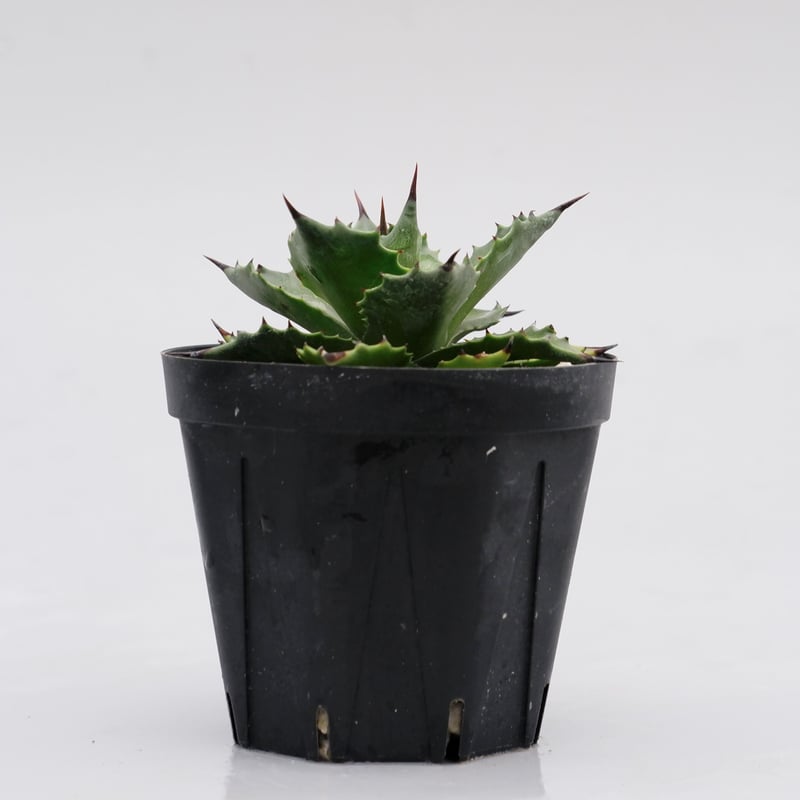 アガベ サロモニー・アガベ マグニフィカ 003 Agave salomonii Agave