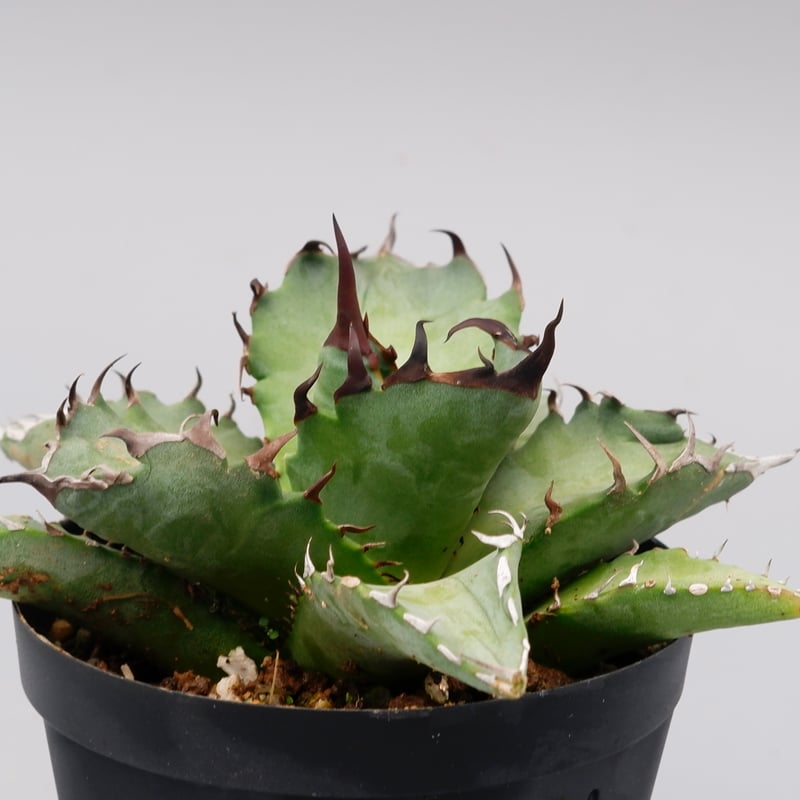 アガベ オテロイ 実生株 Agave oteroi seeding 102 | Sunny