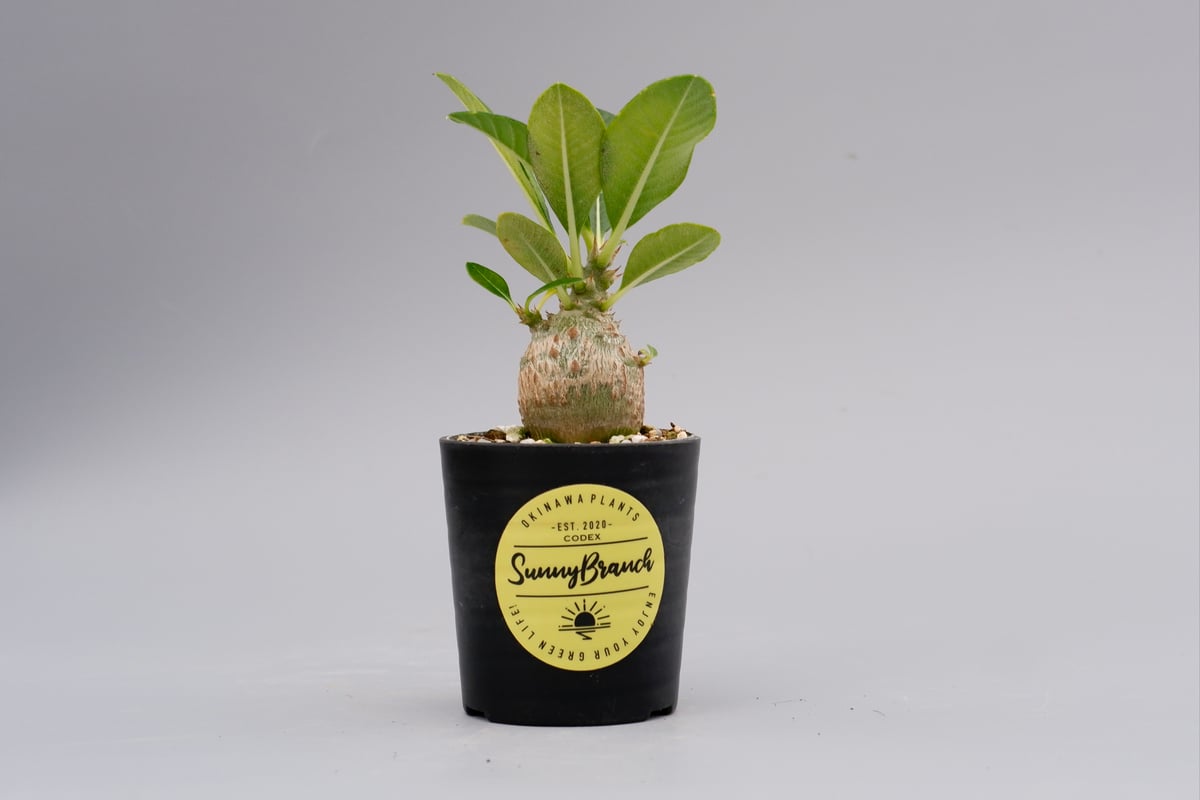 パキポディウム ウィンゾリー 実生 16 パキポディウム ウィンゾリー 実生 | hanayoshi-botanical