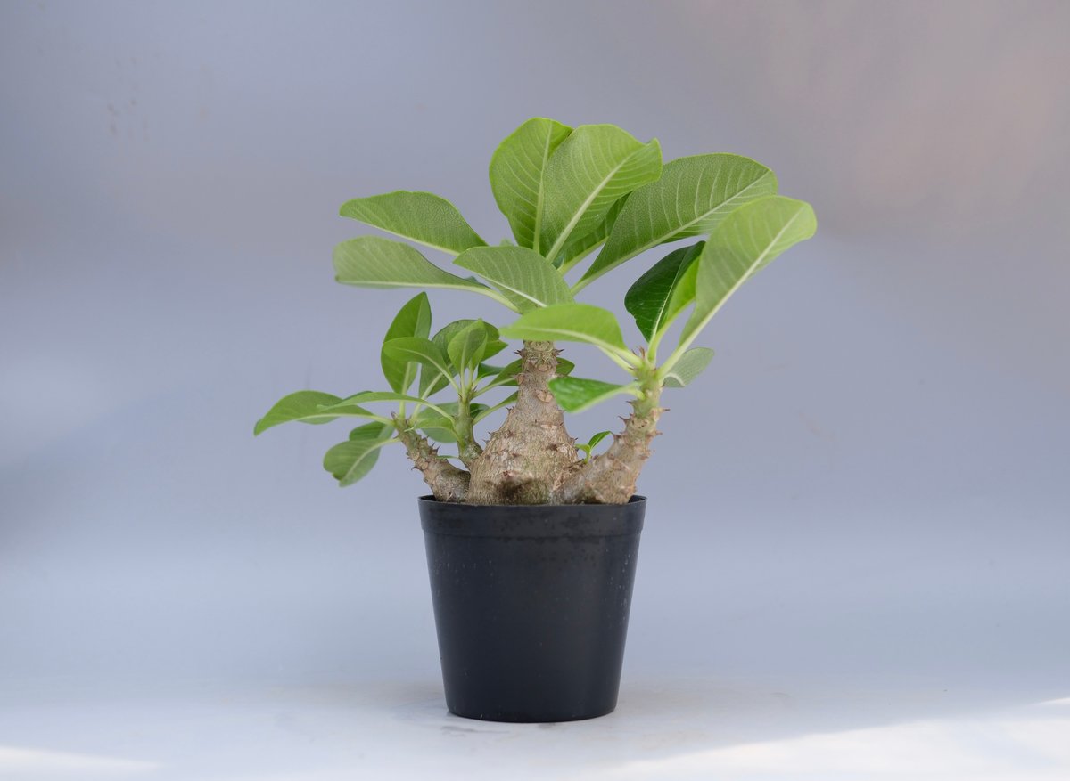 パキポディウム・ウインゾリー実生② Pachypodium Windsorii Pachypodium windsorii【パキポディウム・ウィンゾリー