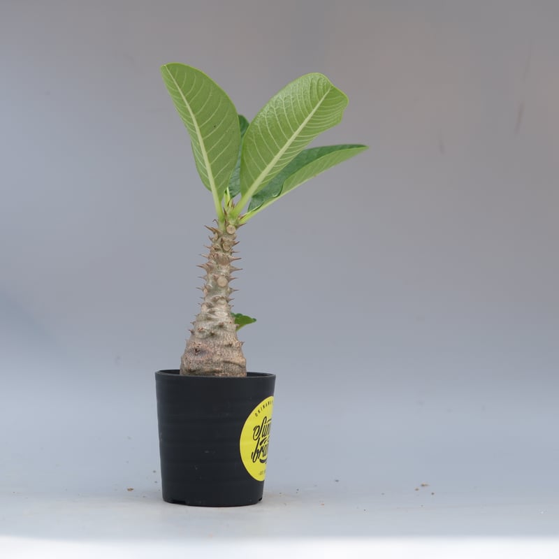 国内実生株 パキポディウム ウィンゾリー② パキポディウム ウィンゾリー 実生株 025 Pachypodium windsorii |