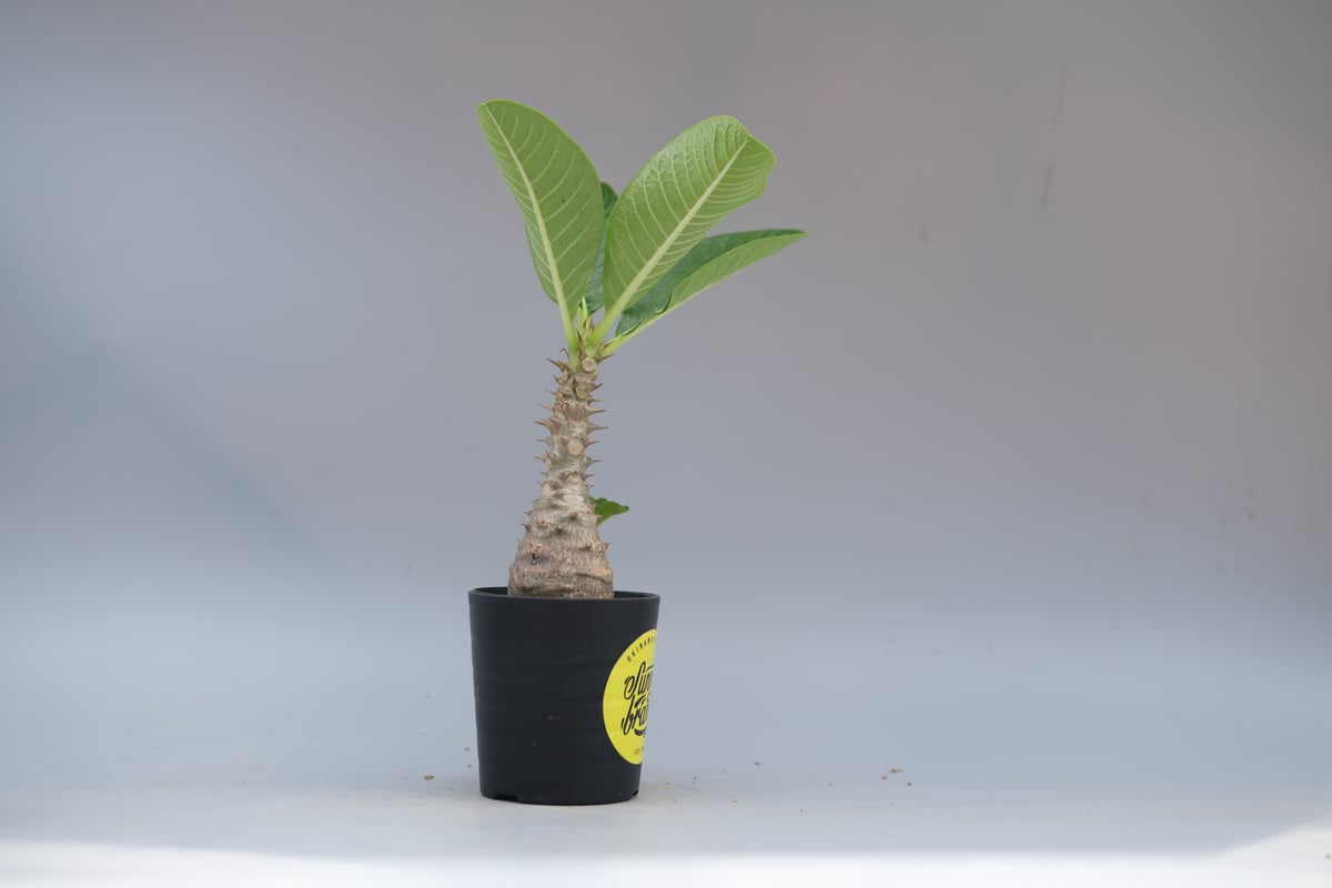 パキポディウム ウィンゾリー 実生株 056 Pachypodium windsorii |