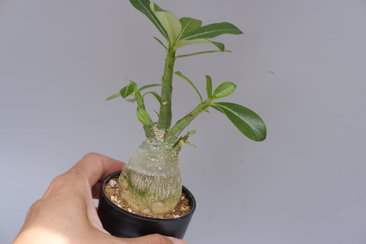 83【特大)現地養生株 Adenium_somalense アデニウム ソマレンセ